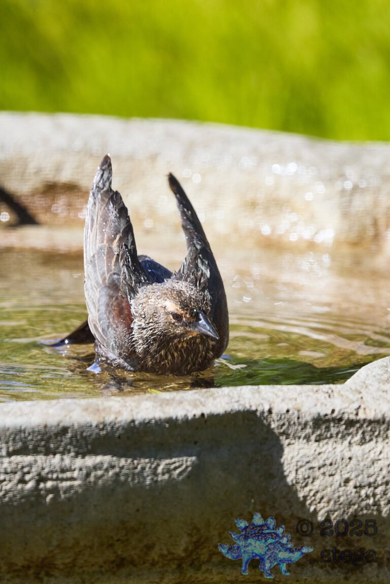 Brown-headed Cowbird