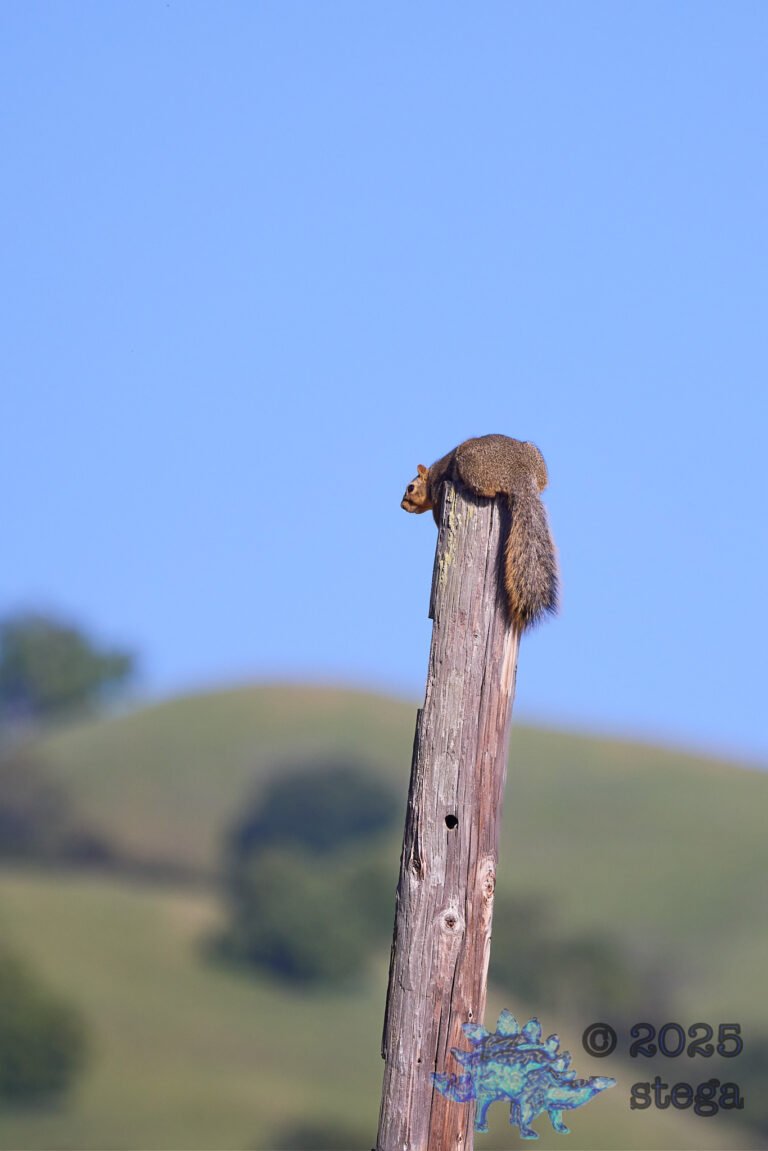Fox Squirrel