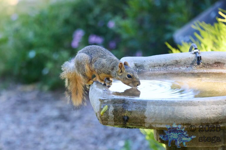 Fox Squirrel