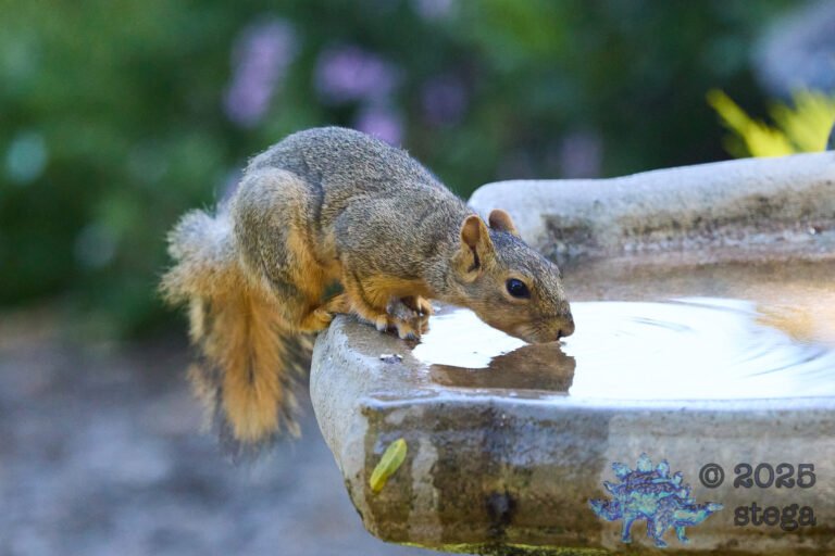 Fox Squirrel