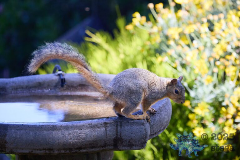 Fox Squirrel