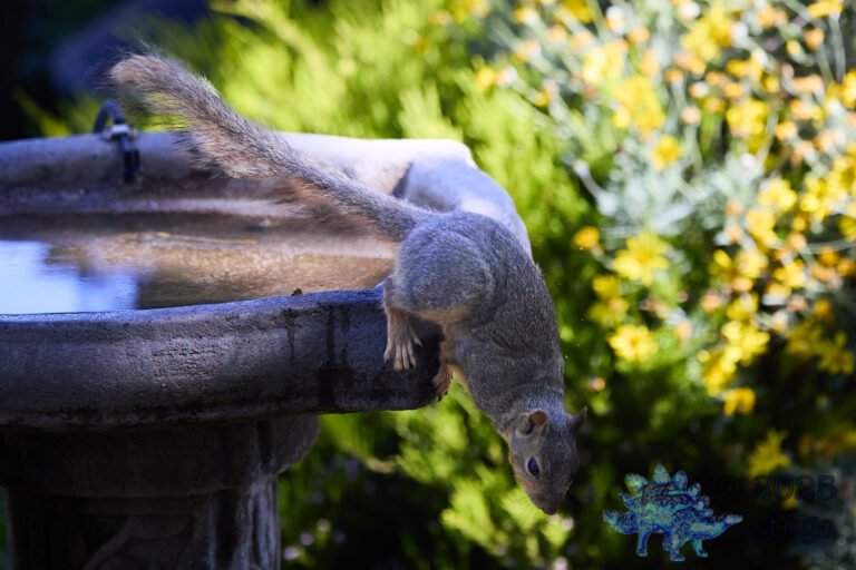 Fox Squirrel