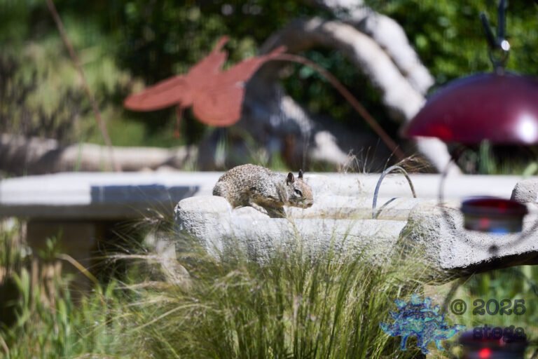Ground Squirrel