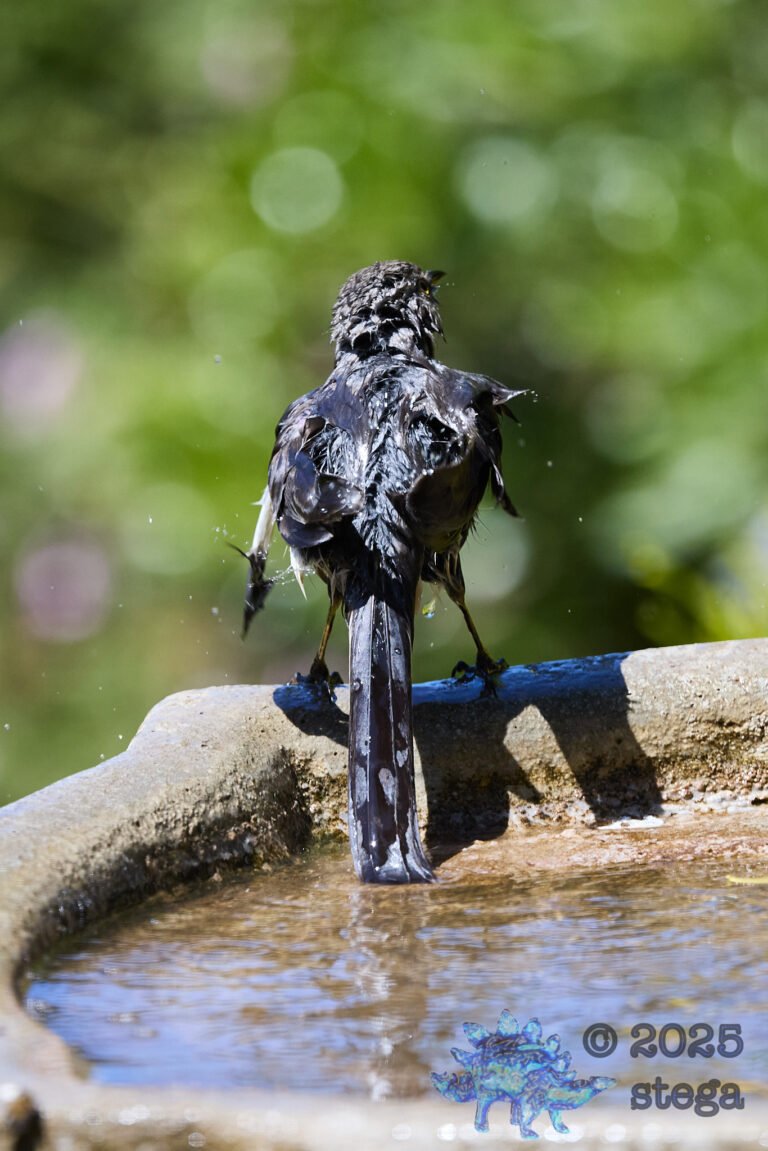 Northern Mockingbird