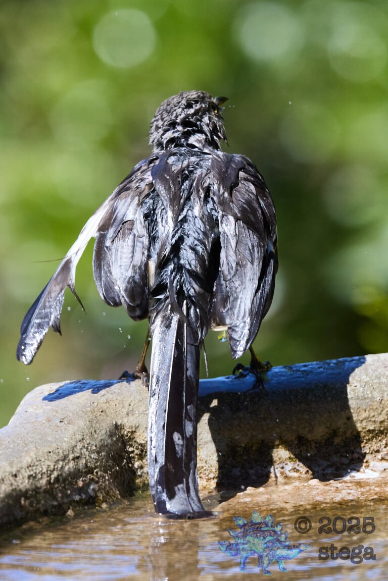 Northern Mockingbird