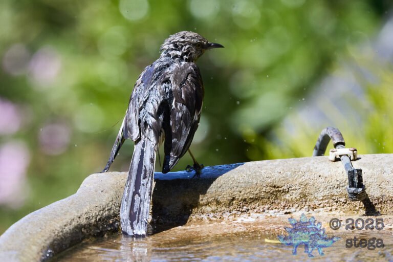 Northern Mockingbird