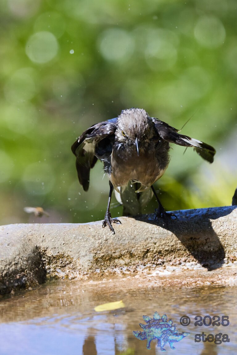Northern Mockingbird