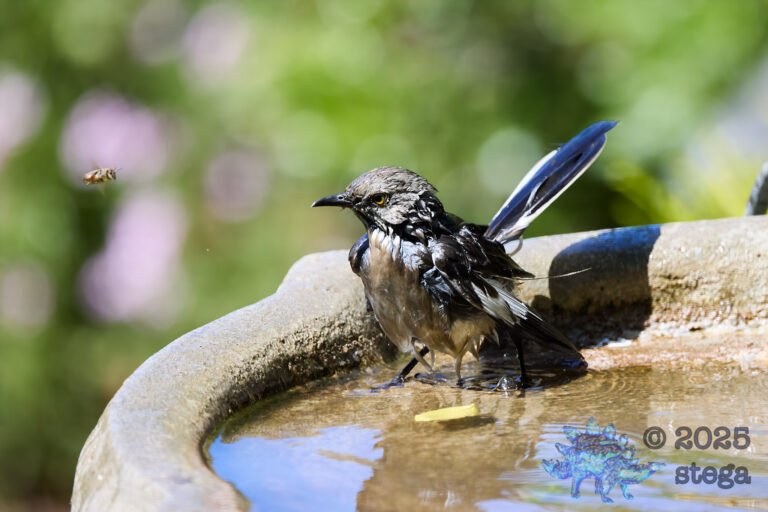 Northern Mockingbird