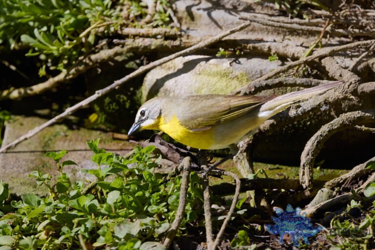 Yellow-Breasted Chat
