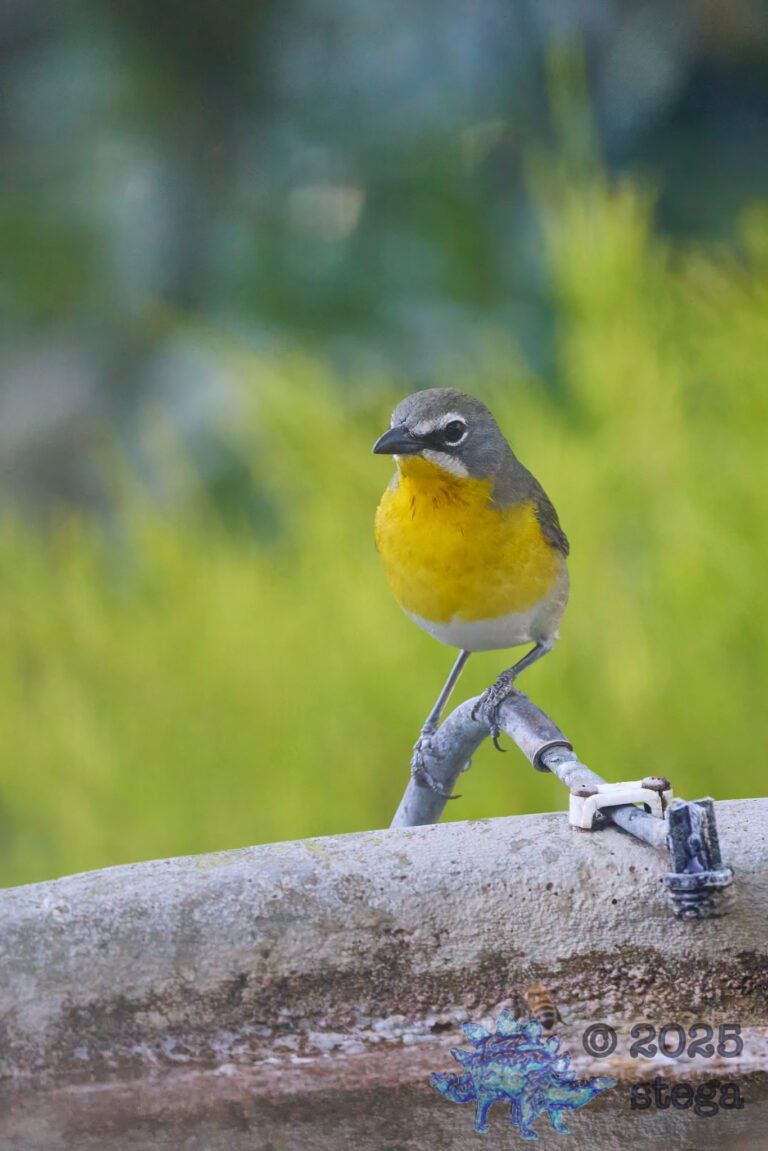 Yellow-Breasted Chat