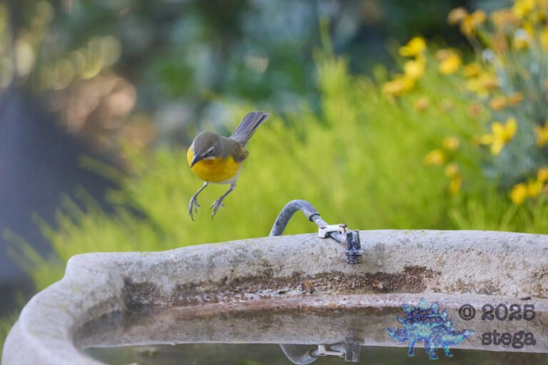 Yellow-Breasted Chat