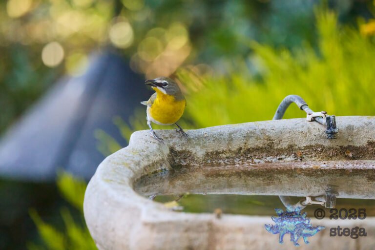 Yellow-Breasted Chat