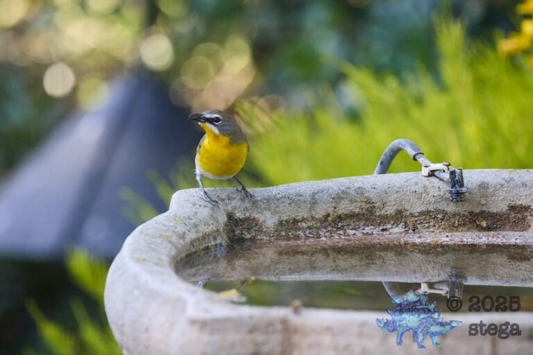 Yellow-Breasted Chat