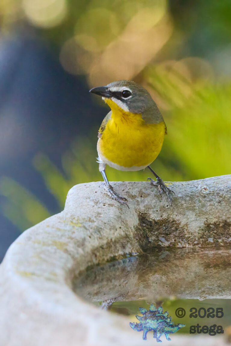 Yellow-Breasted Chat