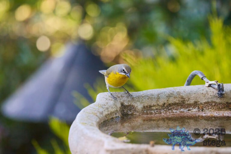 Yellow-Breasted Chat