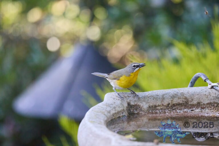 Yellow-Breasted Chat
