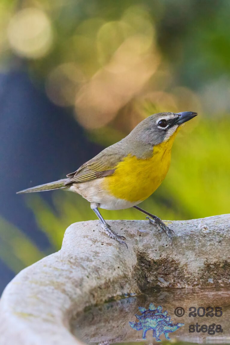 Yellow-Breasted Chat