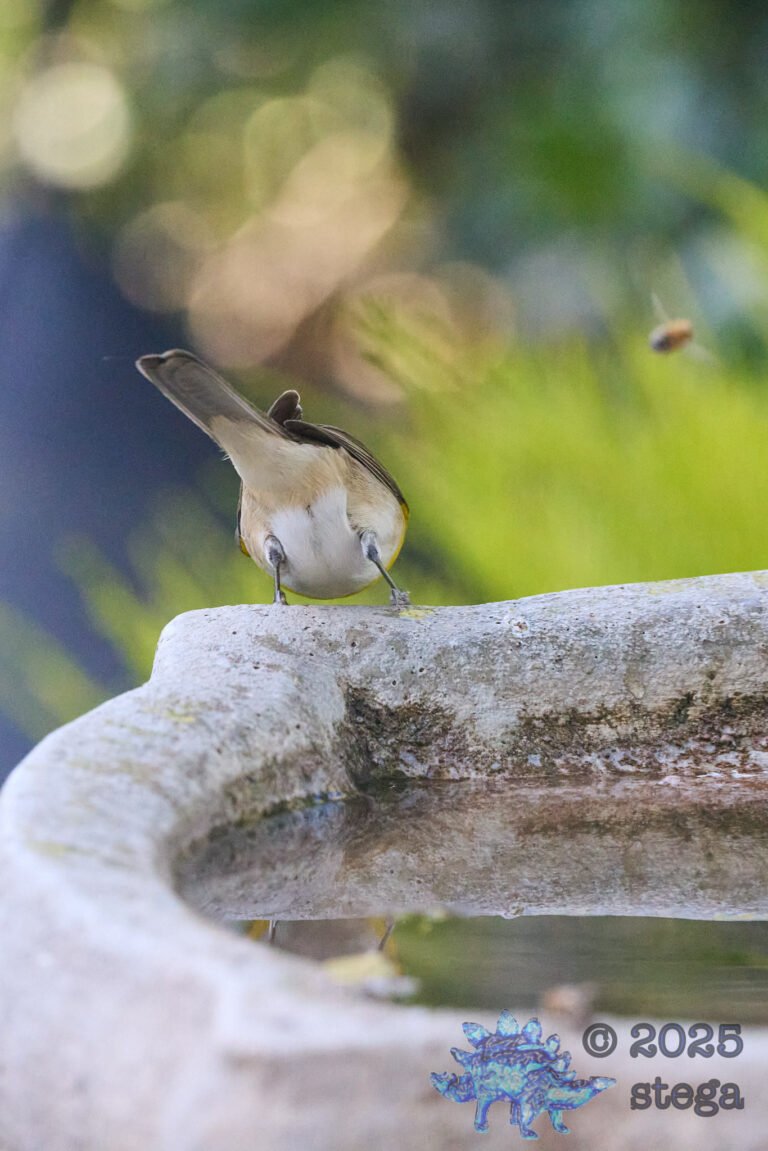 Yellow-Breasted Chat