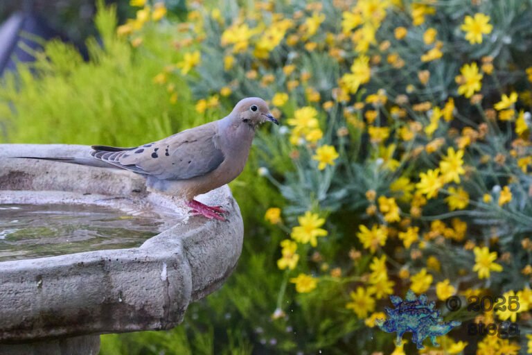 Mourning Dove