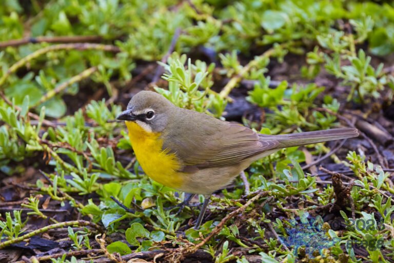 Yellow-Breasted Chat