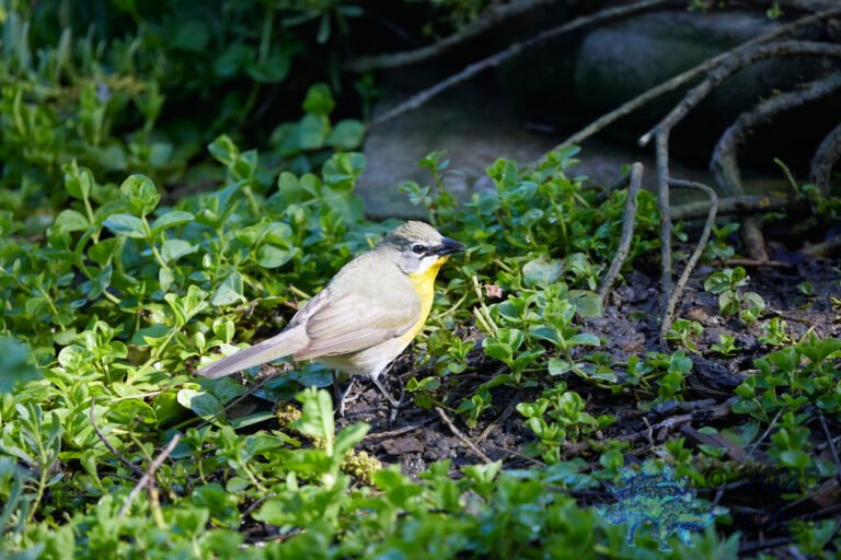 Yellow-Breasted Chat