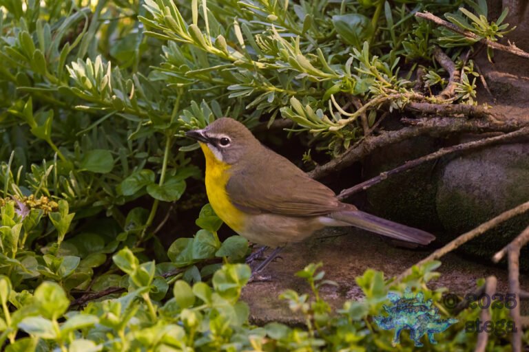 Yellow-Breasted Chat