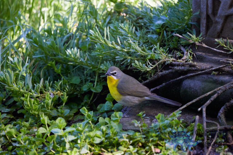 Yellow-Breasted Chat