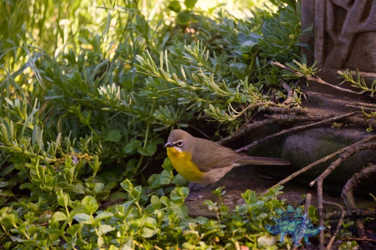Yellow-Breasted Chat