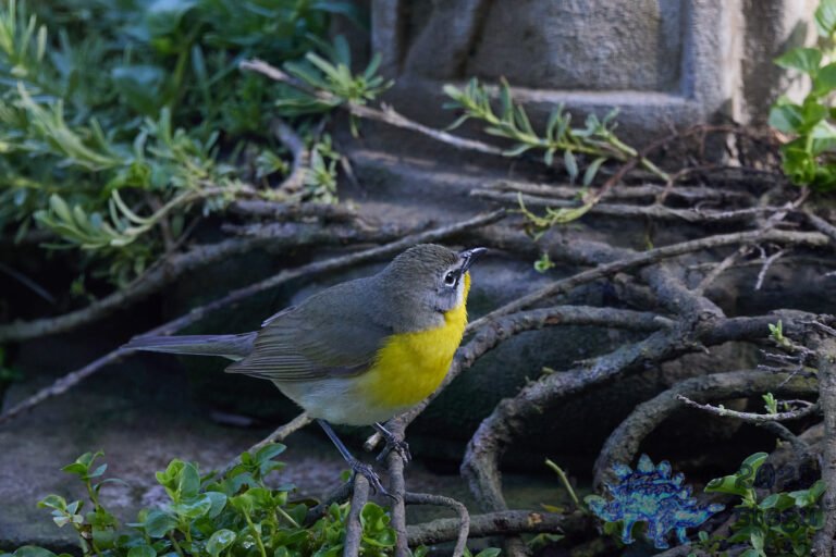 Yellow-Breasted Chat