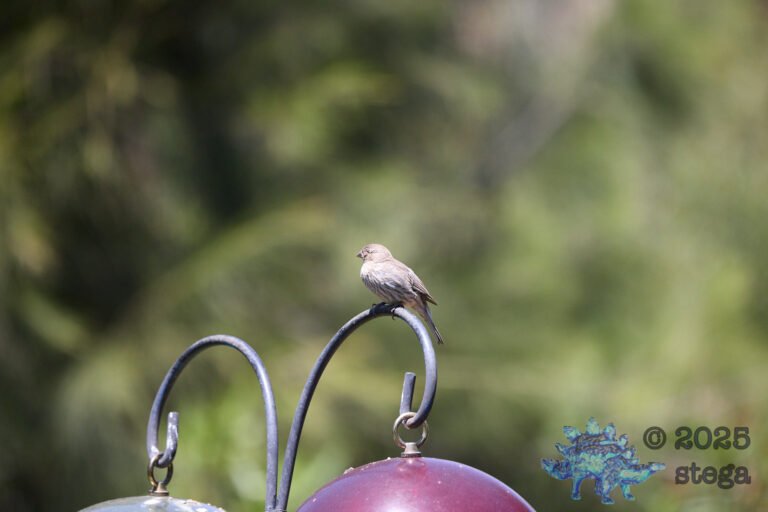 House Finch