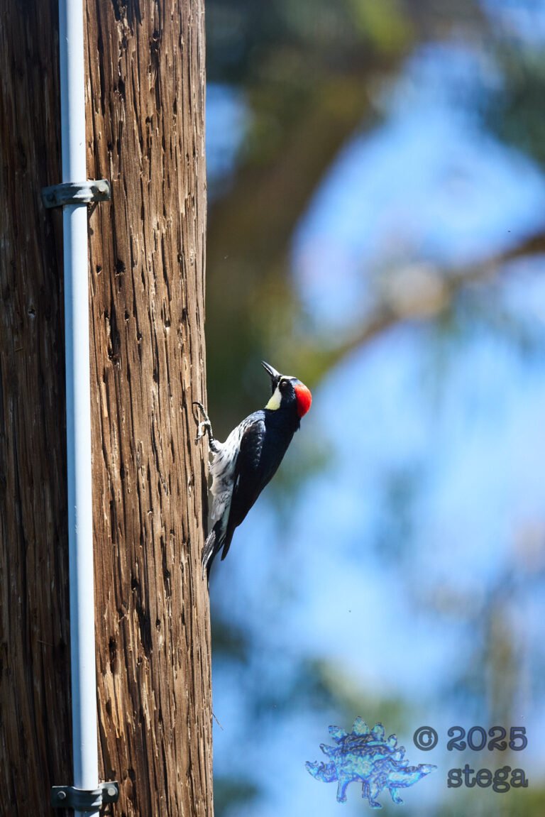 Acorn Woodpecker