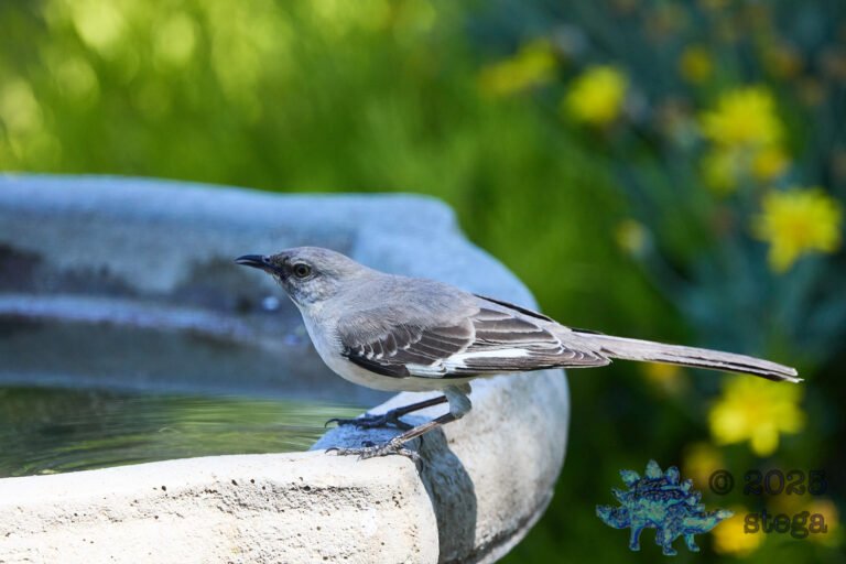Northern Mockingbird