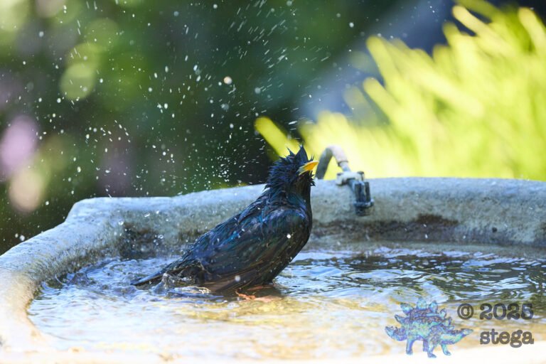 European Starling