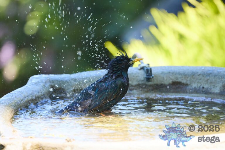 European Starling