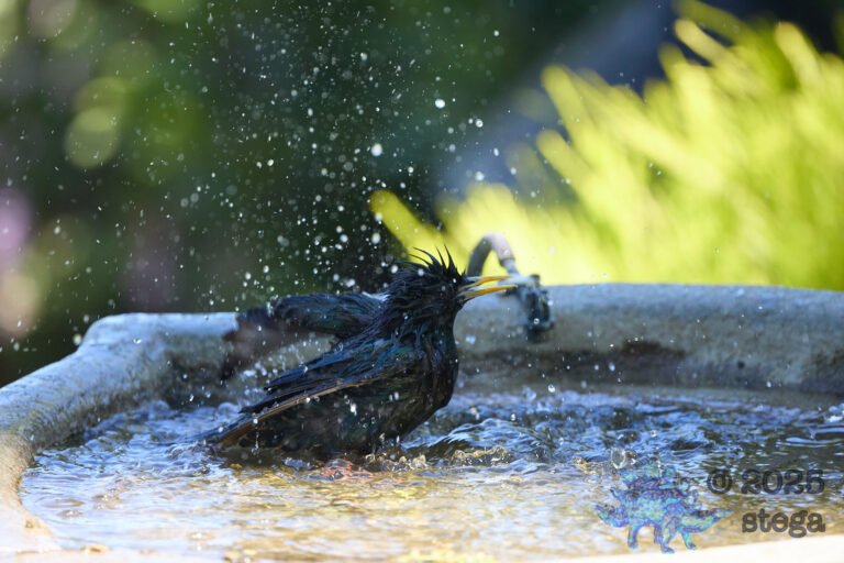 European Starling