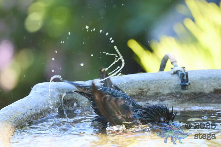 European Starling