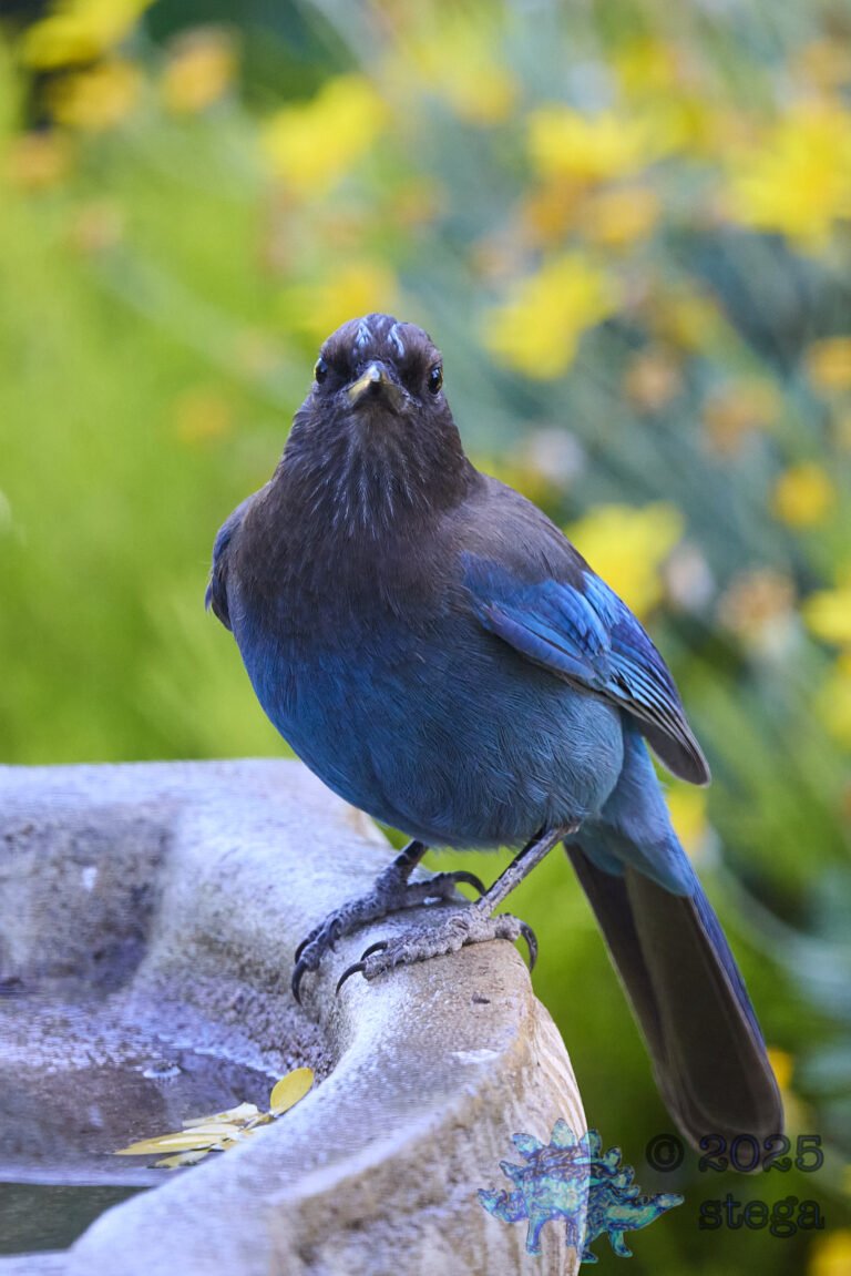 Steller’s Jay