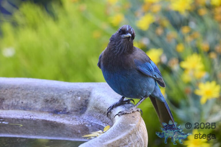 Steller’s Jay