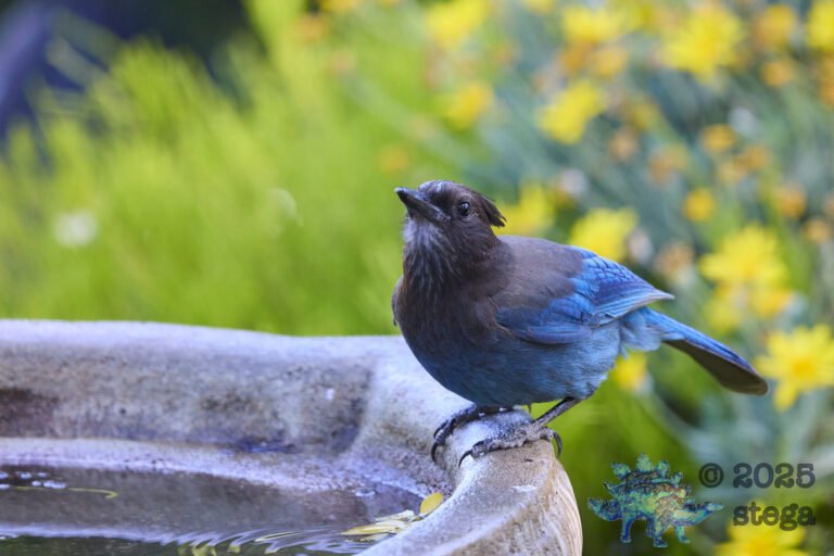 Steller’s Jay