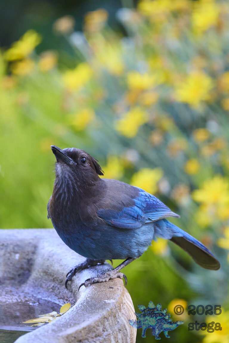 Steller’s Jay