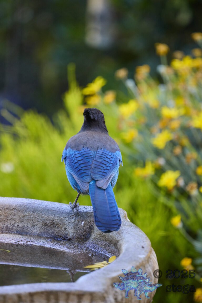 Steller’s Jay