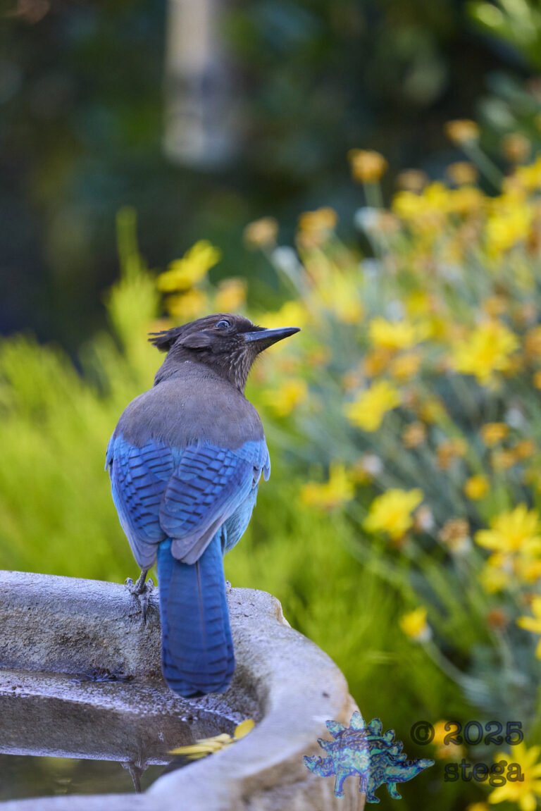 Steller’s Jay