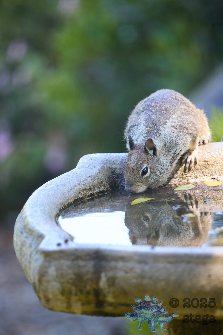 Ground Squirrel