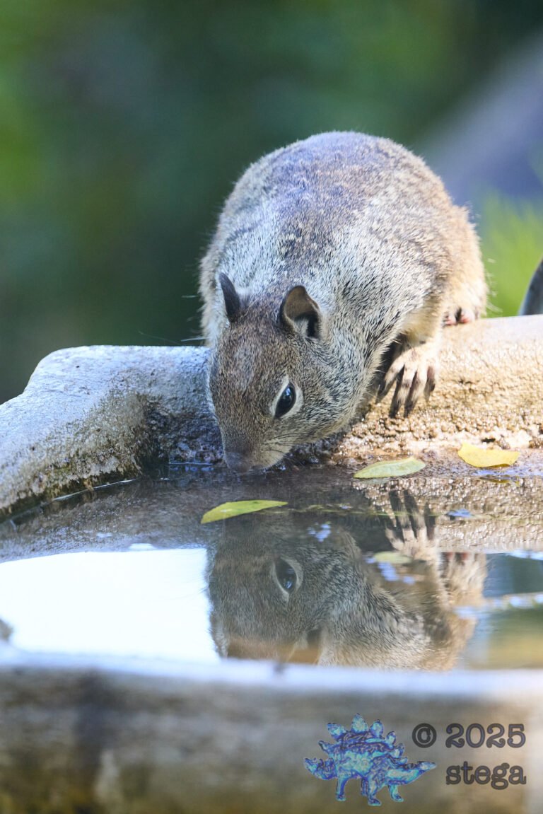 Ground Squirrel