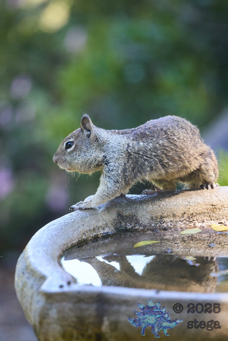 Ground Squirrel