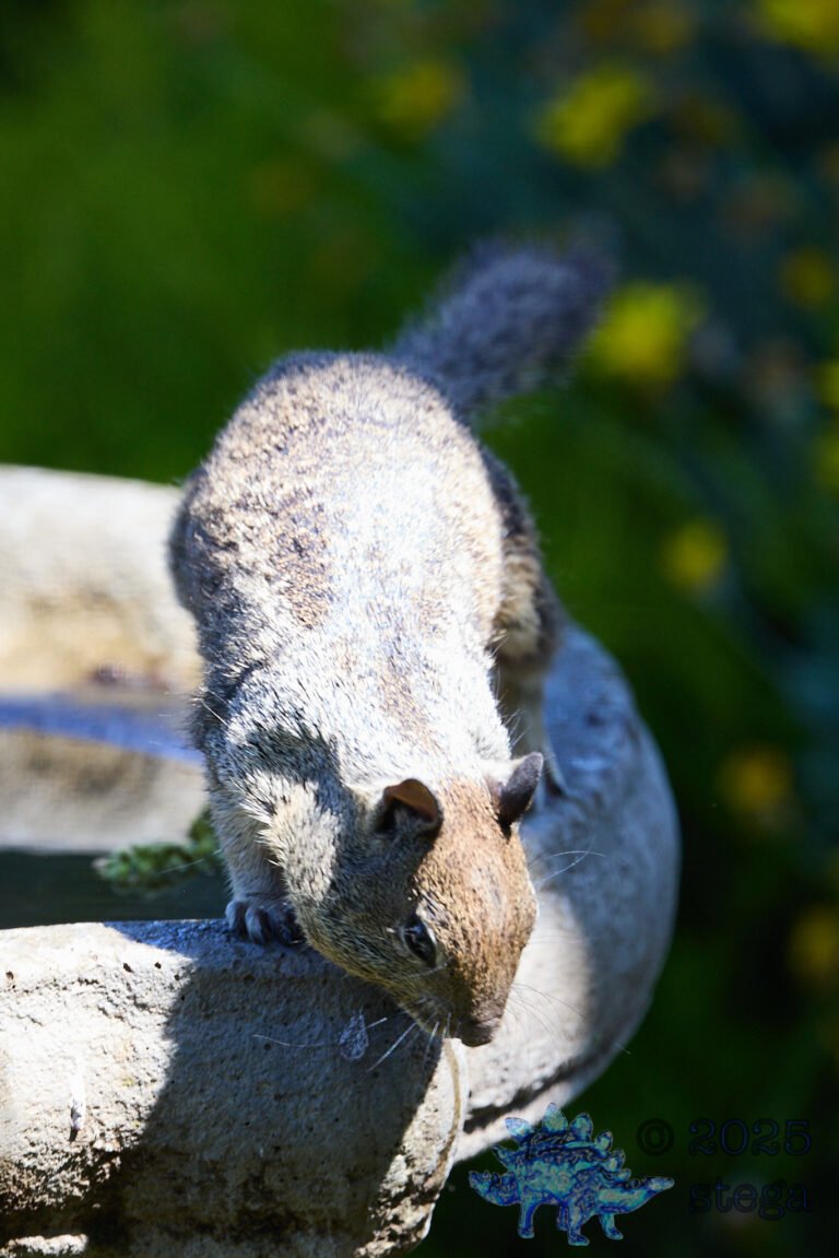 Ground Squirrel