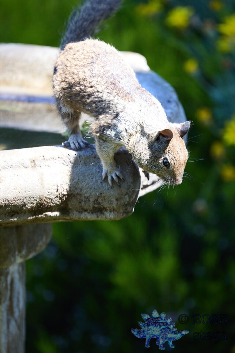 Ground Squirrel