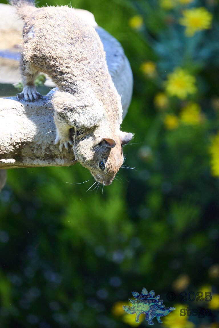 Ground Squirrel