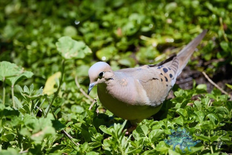 Mourning Dove