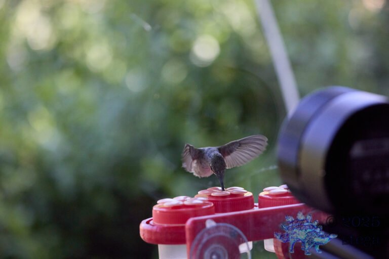 Anna’s Hummingbird